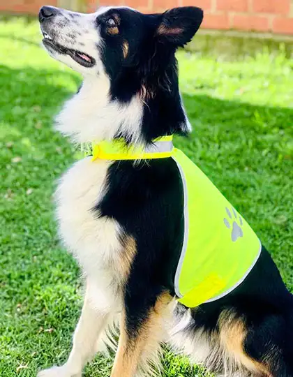 Stretchy Hi-Vis Safety Vest For Dogs Buenos Aires – Artikelnummer KX104